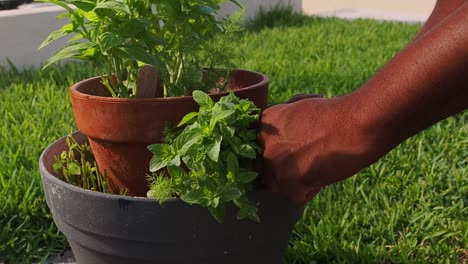 pruning fresh mint out of the pot