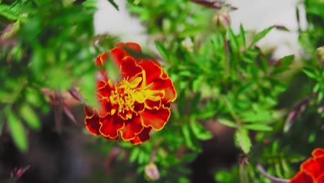 caléndulas tiene un hermoso color naranja vivo que alegrará su jardín