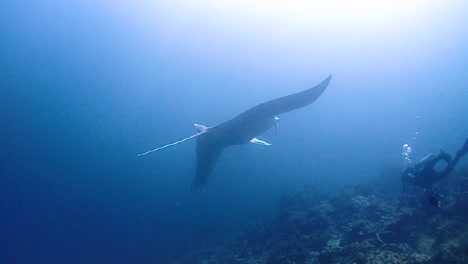 Zwei-Riesenmantas-Sind-Sehr-Neugierig-Und-Schwimmen,-Um-Den-Taucher-Genauer-Unter-Die-Lupe-Zu-Nehmen