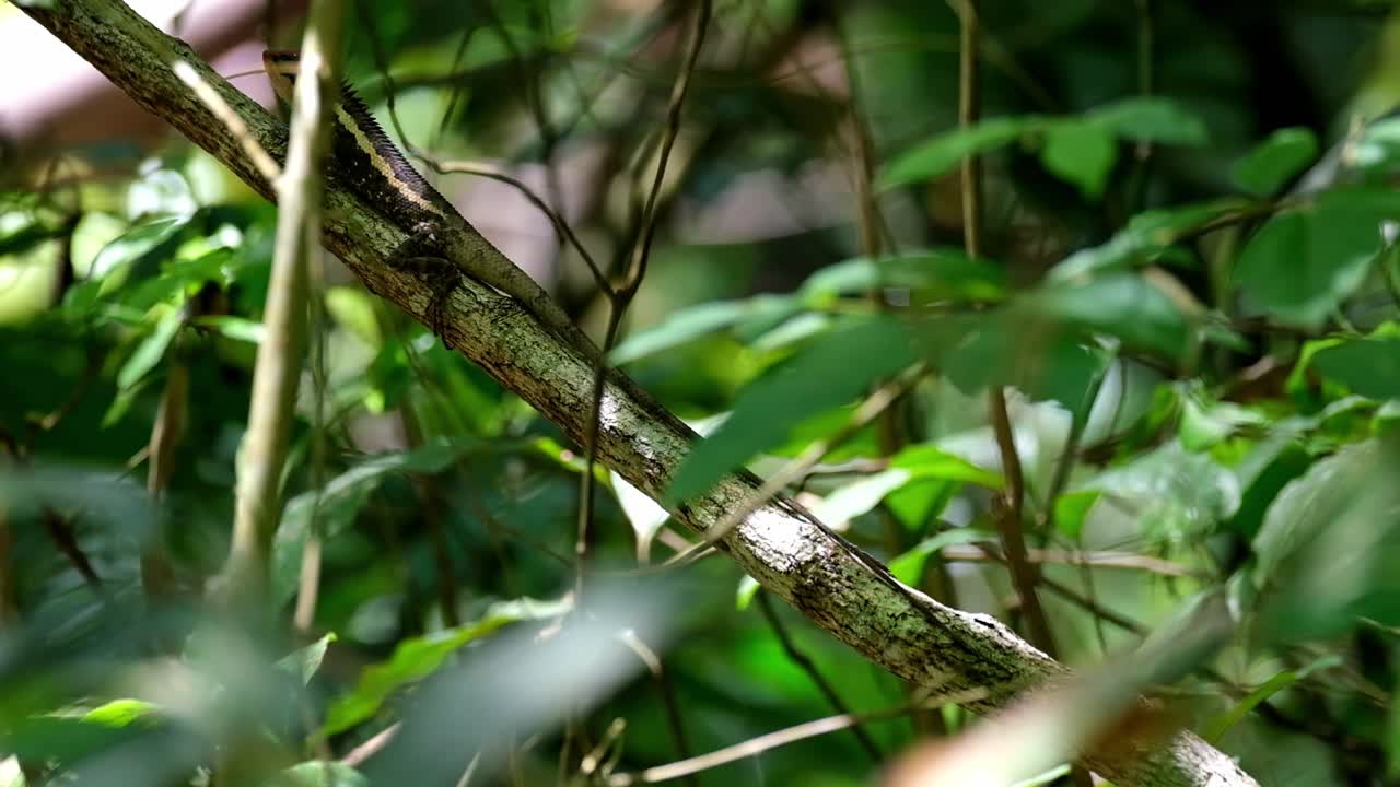 en lo profundo del follaje fingiendo ser parte de la rama y luego sube hacia la izquierda, jardín forestal lagarto calotes emma, parque nacional kaeng krachan, tailandia