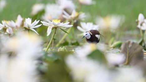 jacana de cola de faisán limpiando plumas en flores de lirio de agua blanco