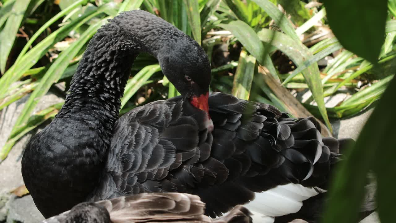 limpieza del cisne negro