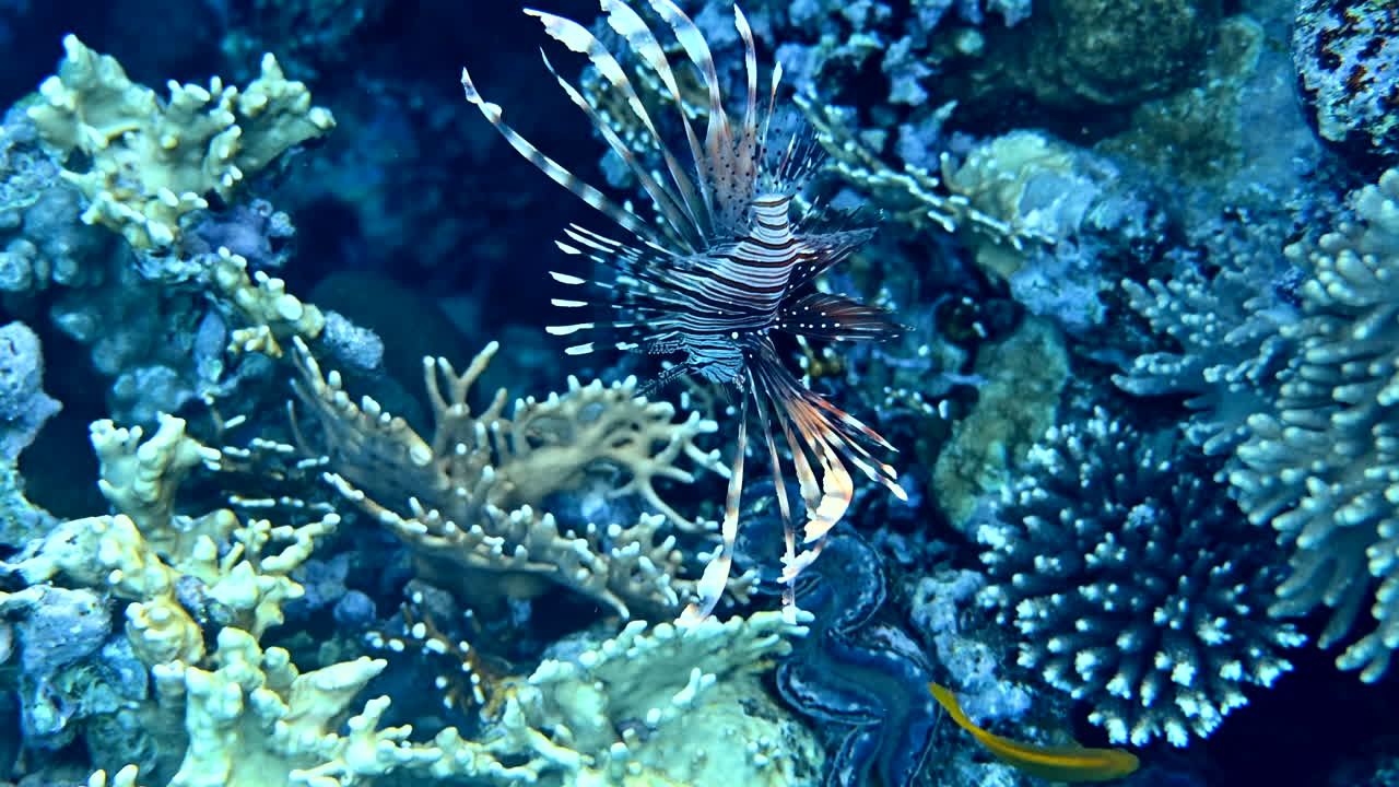 サンゴ礁の近くを泳ぐRed lionfishのクローズアップ