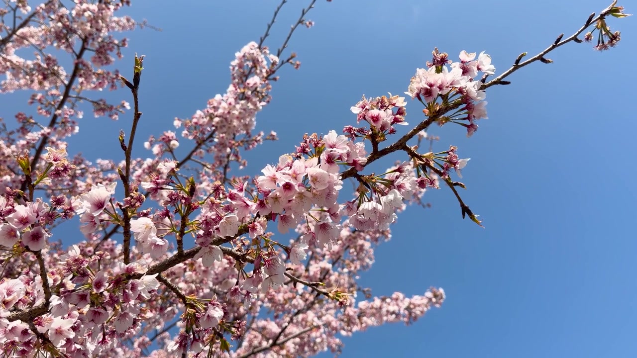 Inquadratura dal basso di fiori di sakura rosa che sbocciano sui rami degli alberi sotto la luce intensa del sole.