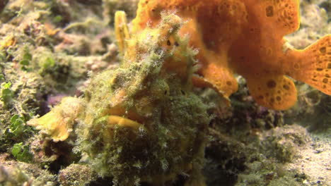 frogfish-courtship:-two-painted-frogfish-side-by-side,-one-turning-around,-camera-zooms-out