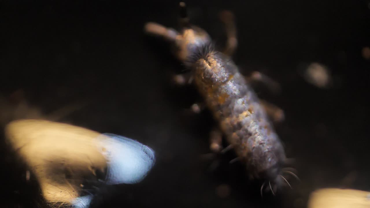 insecto colémbolo super macro, familia isotomidae