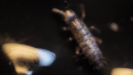 Insect Collembola super macro, family Isotomidae