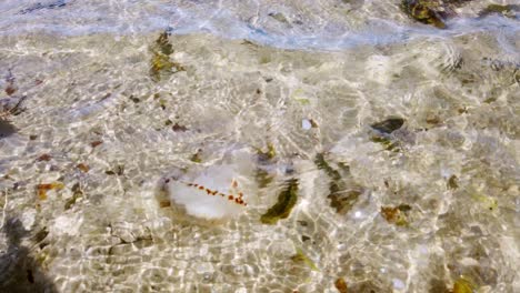 Transparent-Compass-jellyfish-drifting-in-shallow-clear-warm-Welsh-sparkling-ocean-tide