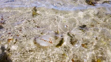 medusas compás transparentes a la deriva en aguas poco profundas claras cálidas galesas brillante marea del océano
