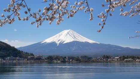 Vista-Del-Paisaje-Natural-De-La-Montaña-Volcánica-De-Fuji-Con-El-Lago-Kawaguchi-En-Primer-Plano-Con-El-árbol-De-Flores-De-Sakura-cherry-Bloosom-Y-El-Viento-Que-Sopla-4k-Uhd-Video-Película-Corta