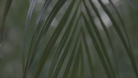 hawaiian palmtree green leaf macro