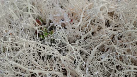 Arktischen-Tundra.-Schöne-Natur-Norwegen-Naturlandschaft.