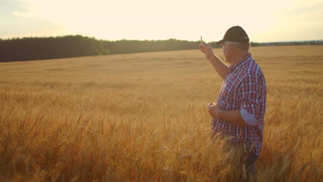 senior adult farmer in a field with spikes of rye and wheat touches his hands and looks at the grains in slow motion