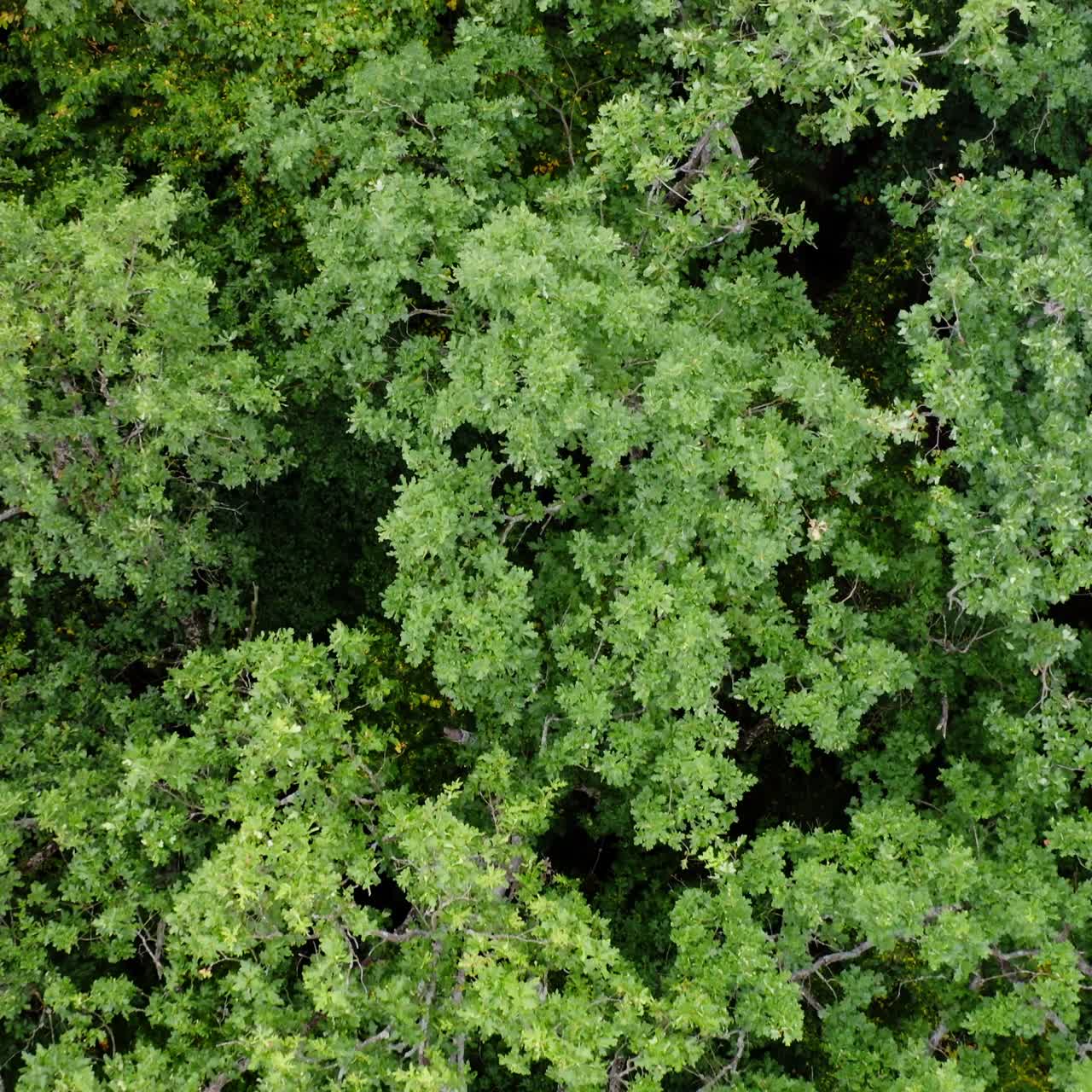 el bosque desde arriba