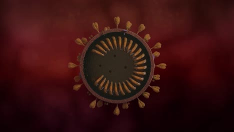 animated coronavirus virus, showing its internal structure
