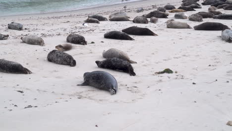 Adorable-Seal-Flopping-around-Sandy-Beach-of-other-Group-of-Harbor-Seals-trying-to-Find-a-Spot---Casa-Beach-in-La-Jolla,-California---4K