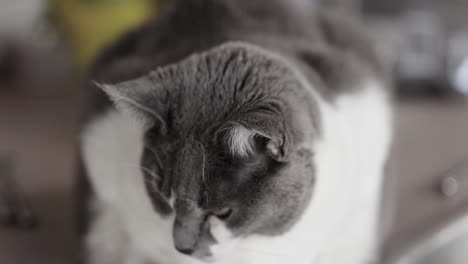 Gorgeous-white-and-grey-cat-with-green-eyes-sitting-on-a-kitchen-counter-waiting-for-food