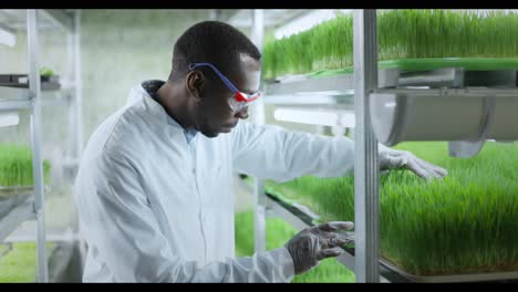 scientist examining microgreens in vertical farm