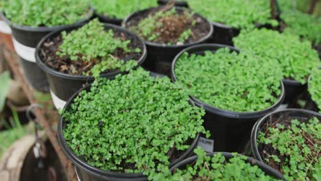 Close-up-of-plants-in-flowerpots-in-garden