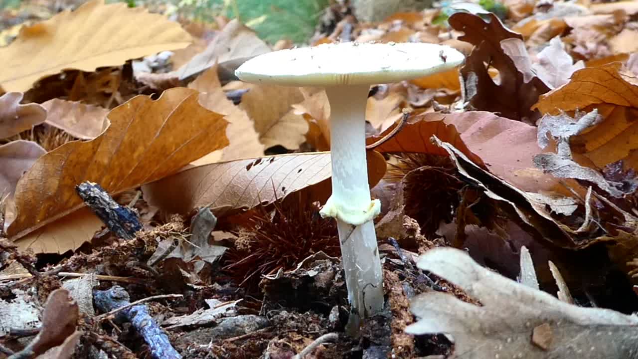 Close-up video showcasing wild mushrooms growing in a natural forest environment during autumn.