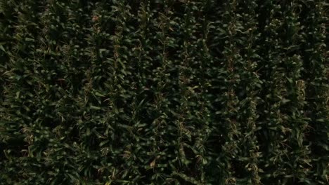 drone aéreo disparó sobre un campo de maíz de una montaña y campos sobre un campo de verano verde en el norte de grecia