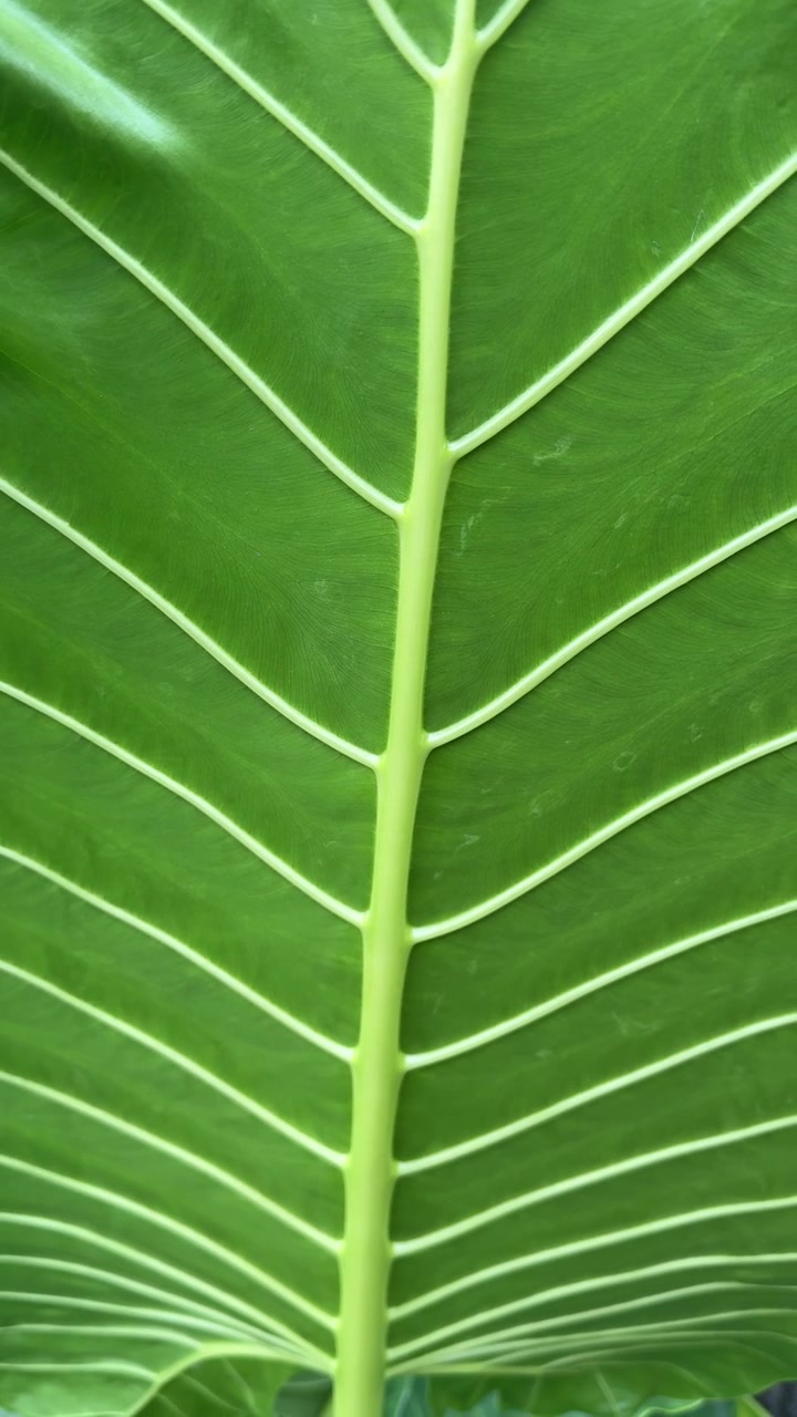 Close-up of a Vibrant Green Leaf with Detailed Veins