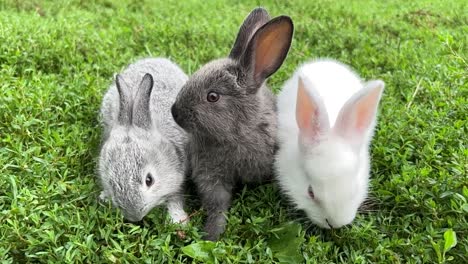 three adorable baby rabbits in green grass