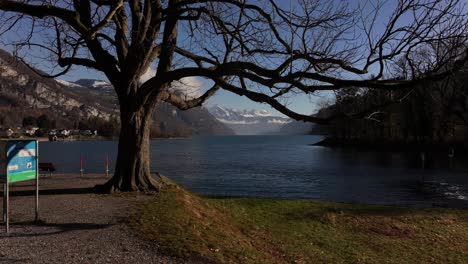 walensee tranquility: a solitary tree frames the picturesque view of the lake with snow-capped mountains in the distance. red benches beckon visitors to pause and soak in the tranquil scene.