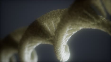 loop double helical structure of dna strand close-up animation