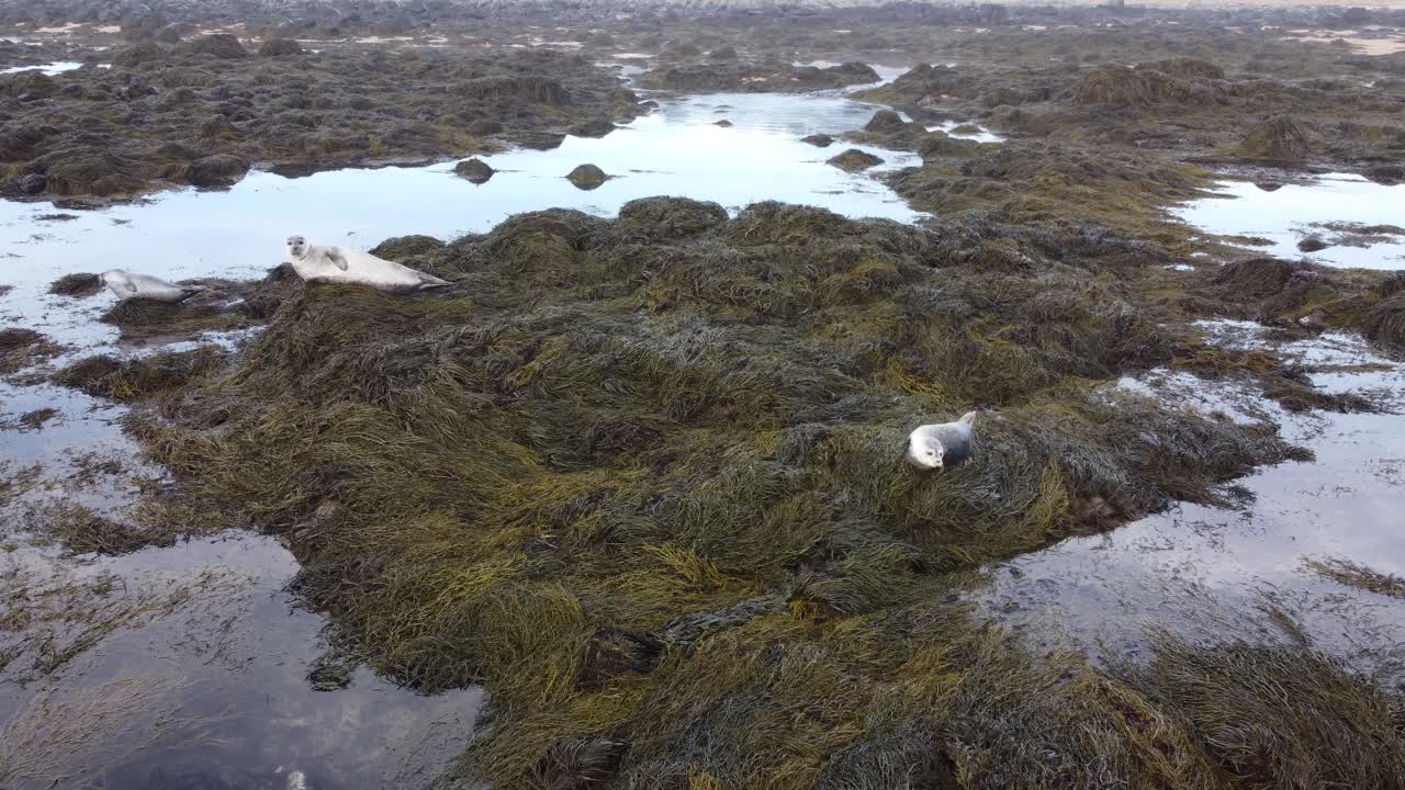 Sæler på Ytri Tunga-stranden på Island - droneskud.