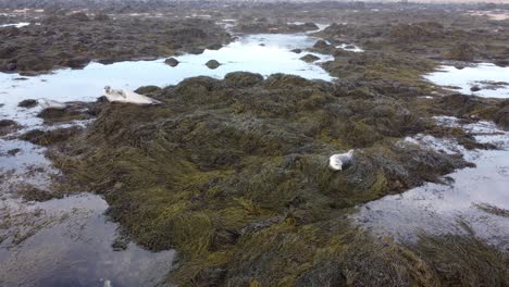 seals in ytri tunga beach in iceland - drone shot