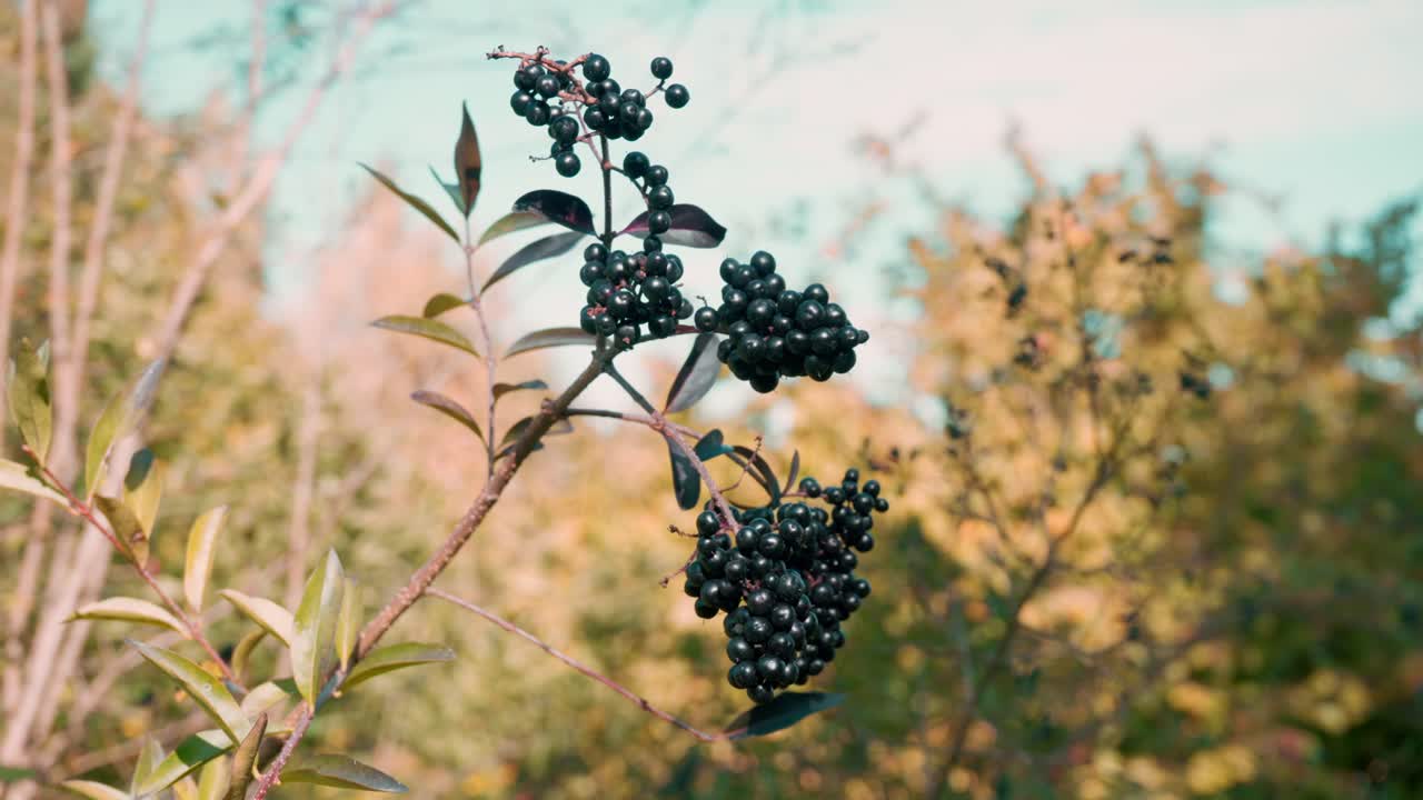 bayas negras creciendo en un arbusto en un soleado día de otoño