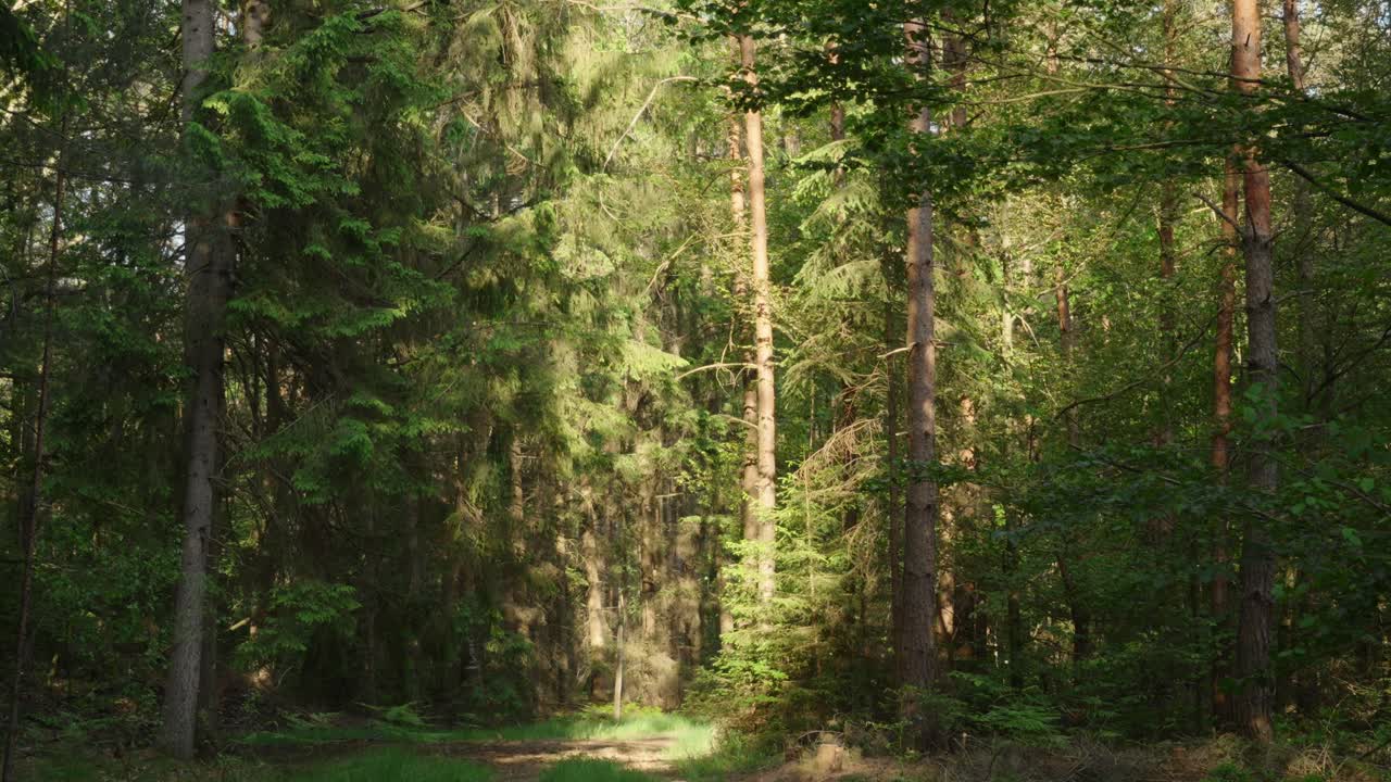 Sunlight shining on forest clearing amongst tall pine trees, Pays de Bitche, France