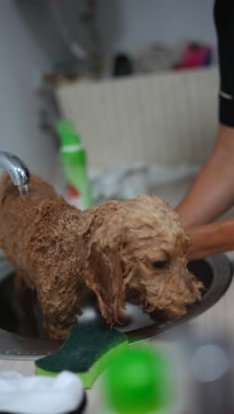 dog getting a bath