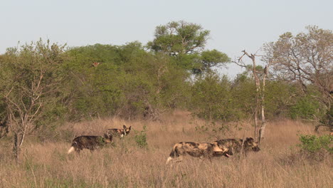 Pack-of-wild-dogs-moving