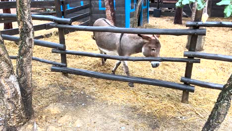 well-cared-for, friendly donkey, peacefully dwelling in its little house on a tranquil farm