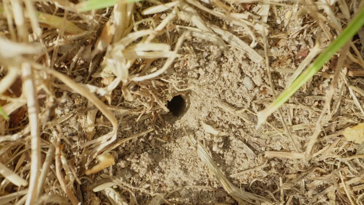 Black garden ant searches through sandy terrain, filmed close up in soft sunlight