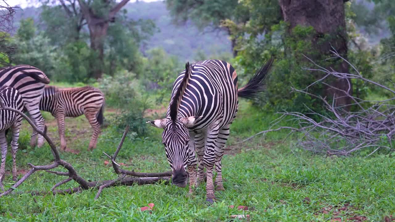Zebra adulta che scuote la testa e scodinzola mentre mangia erba, inquadratura media