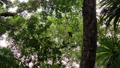 panamanian white-faced capuchin in the wild