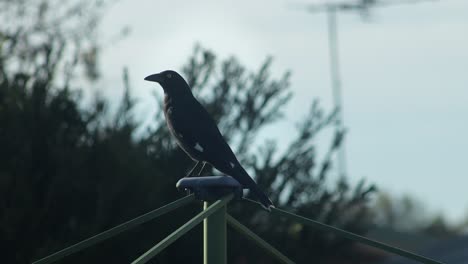 pied currawong perched on top of clothes washing line moving daytime australia, victoria, gippsland, maffra