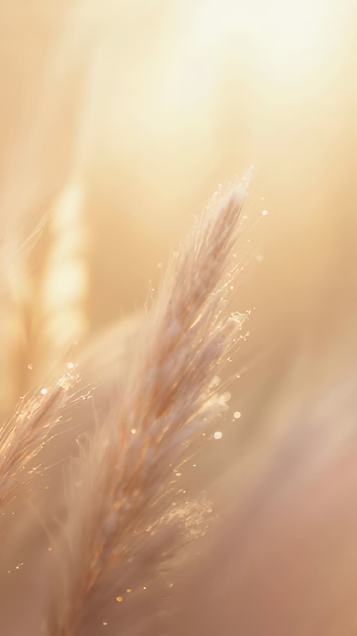 Vertical video: Brightening sunlight, single grass seed head shifting focus in meadow, showing dew