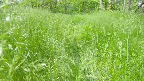 Low-angled,-POV-while-slowly-moving-along-a-tall-grassy-path-towards-a-wooded-area