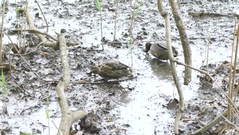 Patos-Verde-Azulado-De-Alas-Verdes-Buscando-Comida-En-El-Barro-En-Saitama,-Japón---ángulo-Alto,-Tiro-Estático