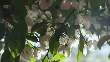 Apple-flowers-blossoming-against-golden-sun.-Tree-flowers-blooming-in-garden.