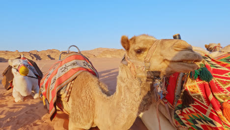 Closeup-of-camel-chewing-with-large-buck-teeth-at-midday