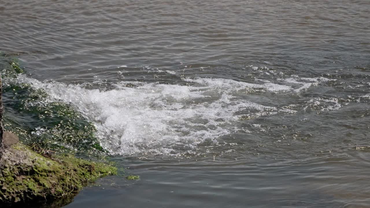 Slow motion footage of water draining into a river from a moss-covered outlet pipe. Bubbling, splashing current flows into seaside ocean in a natural outdoor setting