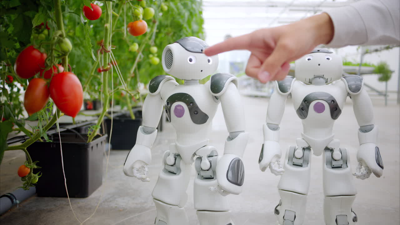 Laboratory technician in a white coat interacting with two humanoid robots near rows of tomatoes, in a greenhouse farm