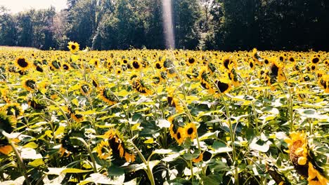 Un-Gran-Campo-De-Girasoles-En-Una-Granja-En-Hollis-Maine.