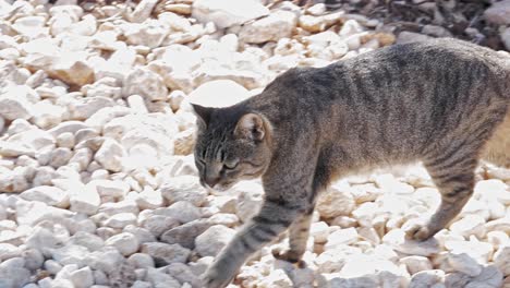 astray gray cat walking on rocky shoreline of agia sofia beach in greece