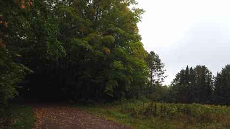 road-surrounded-by-trees,-path,-early-autumn-late-summer